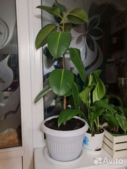 Фикус колонна