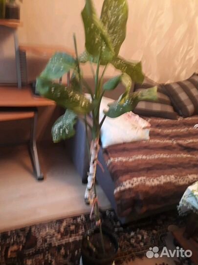 Диффенбахия