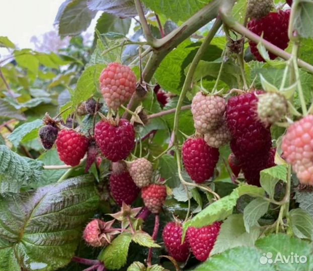 Саженцы малины и ежемалины