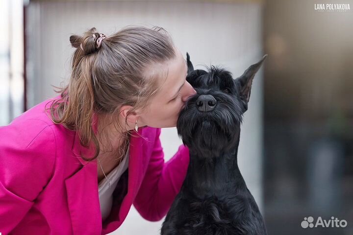 Подготовка собак к выставкам