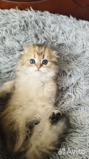 Шотландские золотые