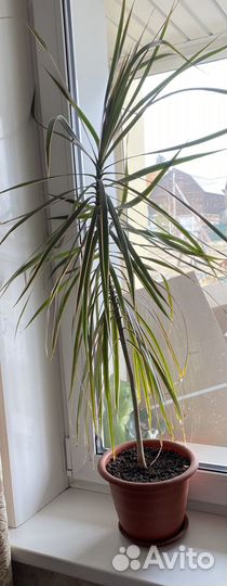 Продаю цветок Драцена