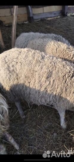 Овцы бараны