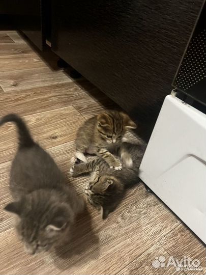 Котята в добрые руки