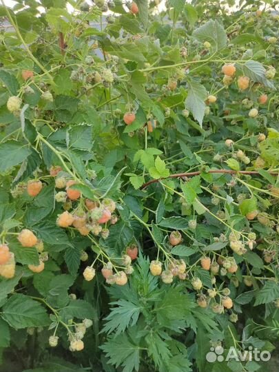 Саженцы летней и ремонтантной малины