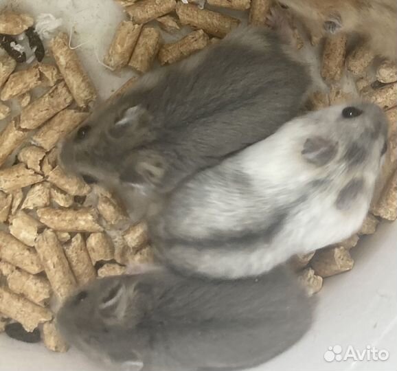 Джунгарские хомячки с клеткой