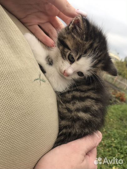 Котята бесплатно