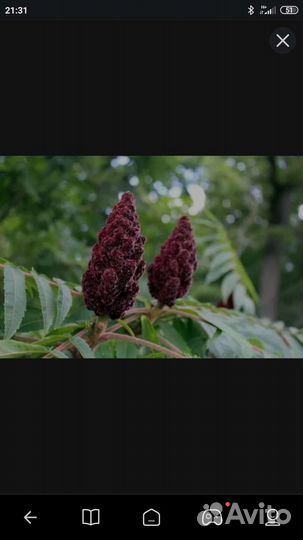 Саженцы декоративного растения