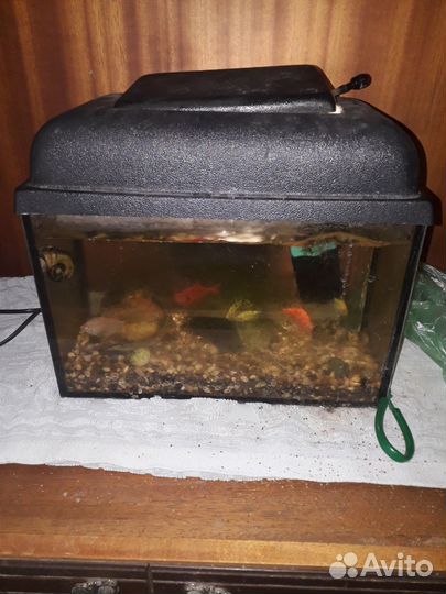 Аквариум 10 литров с рыбами, улиткой и аэратором