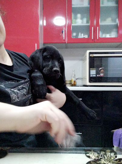 Щенки лабрадора