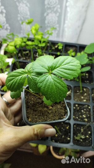 Рассада земляника ремонтантная