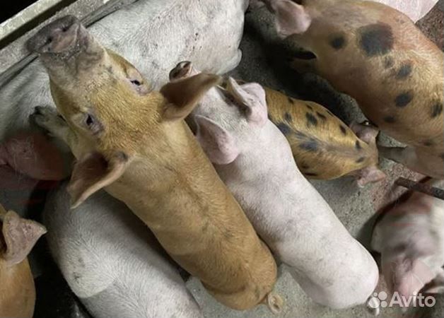 Мясо деревенское,свинина. Убой,доставка завтра