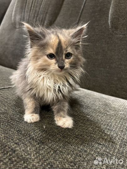 Котята в добрые руки девочки