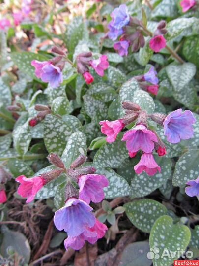 Растения для сада