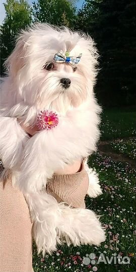 Мальтезе девочка