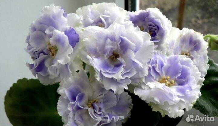 Фиалка рс Аквамарин