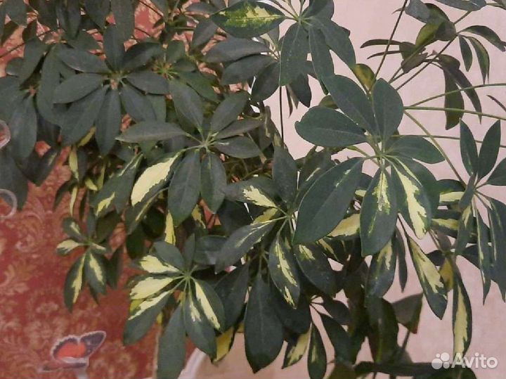 Комнатные растения и цветы