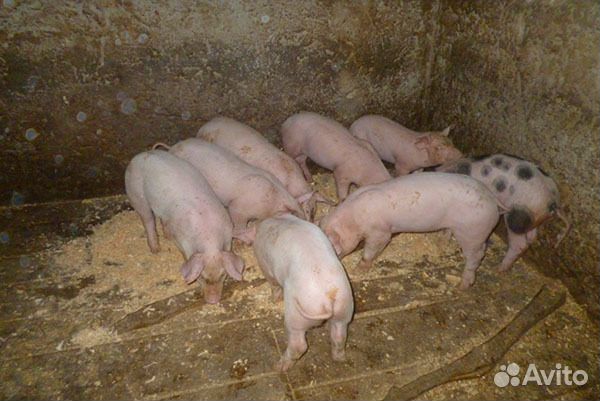 Поросята домашние 1.5 месяца Ландрас+Дюрок