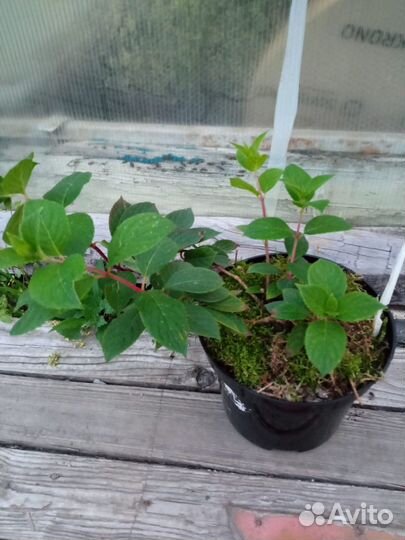 Саженцы гортензии