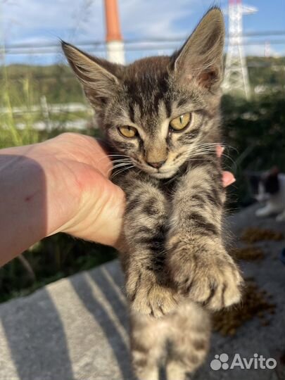 Котенок девочка в добрые руки