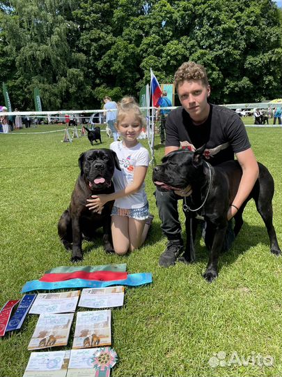 Щенки кане корсо