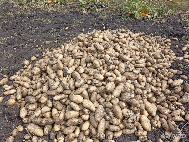 Рамзайский картофель, крупный, чистый, 4 сорта