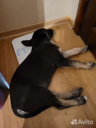 Собака в добрые руки щенок