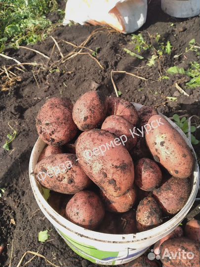 Продам картофель