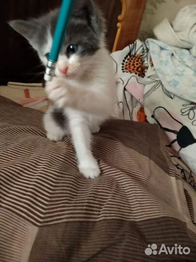 Отдам котенка в добрые руки