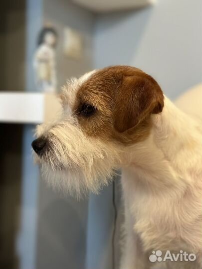 Щенок Джек Рассел терьер