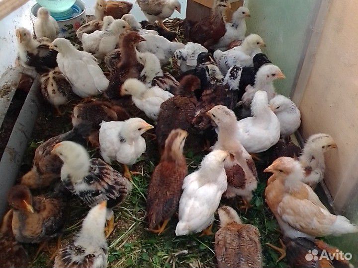 Цеплят,яйцо инкубационное и на еду, кролики