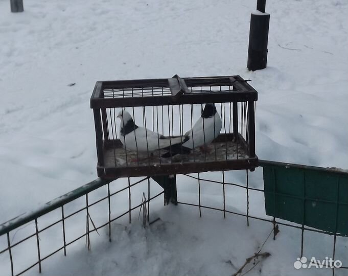 Продажа голубей