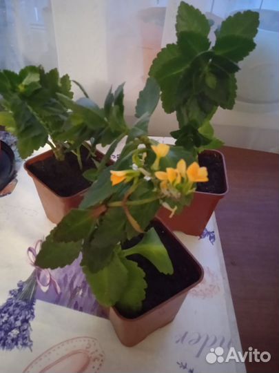 Комнатные цветы каланхоэ
