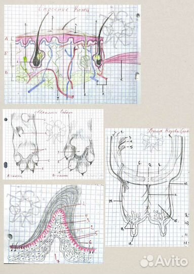 Рисую на заказ гистологию/анатомию/биологию