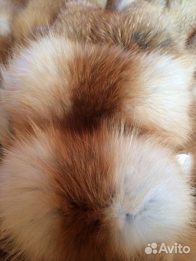 Лисьи шкуры