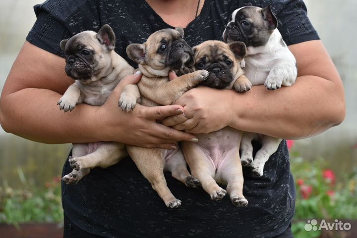 Французский бульдог три девочки