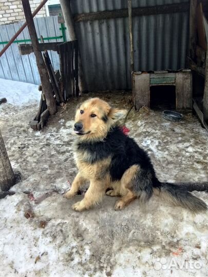 Немецкая овчарка в добрые руки