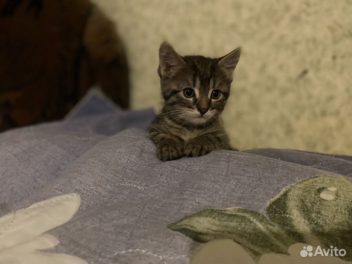 В добрые руки котенки