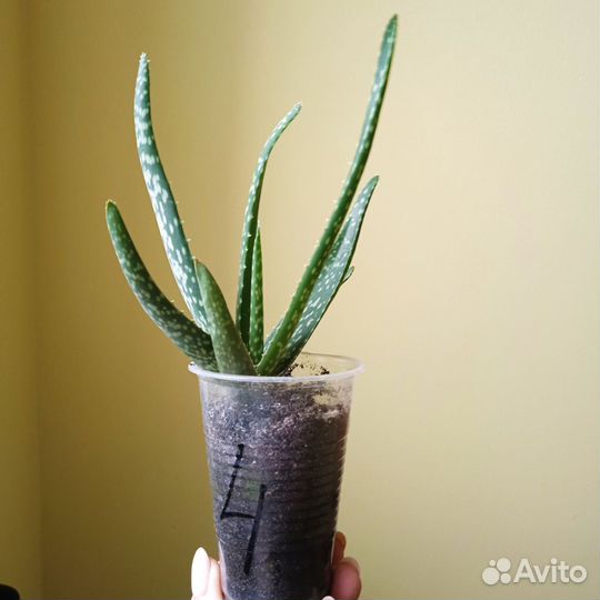 Комнатные цветы