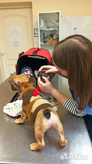 Ветеринарный врач на дом. Вакцинация животных