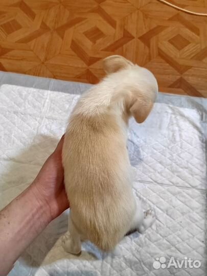 Щенки Чихуахуа