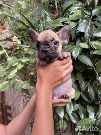 Французский бульдог