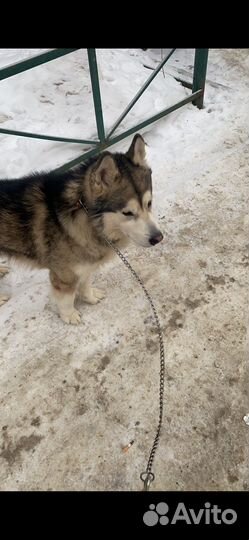 Аляскинский маламут