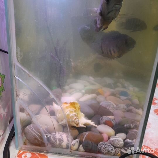 Аквариум с рыбками