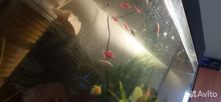 Аквариум с рыбками всё включено