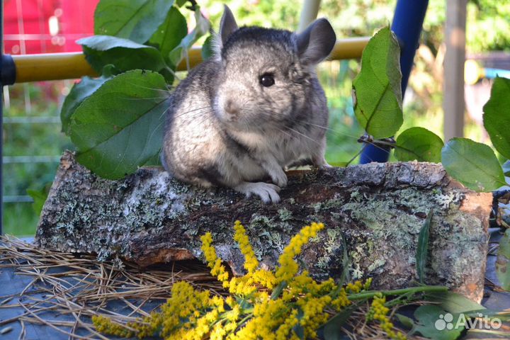 Шиншилла Адам