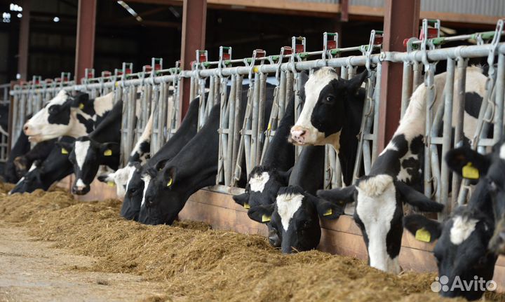 Поилки/стойловое оборудование