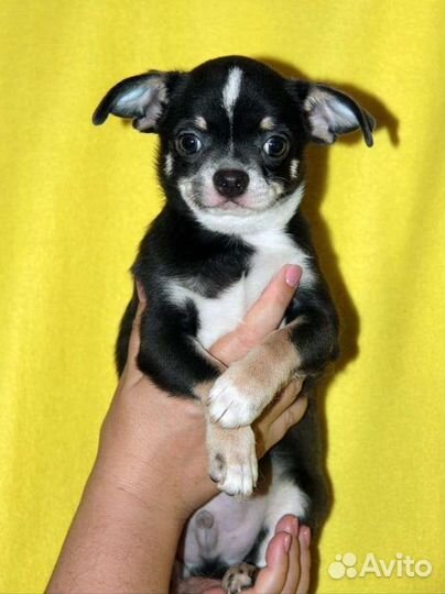 Голубой огонёк