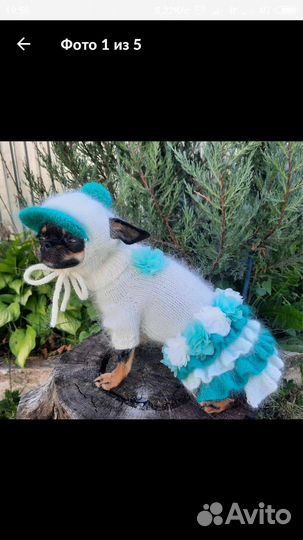 Вязаный комплект для маленькой собачки