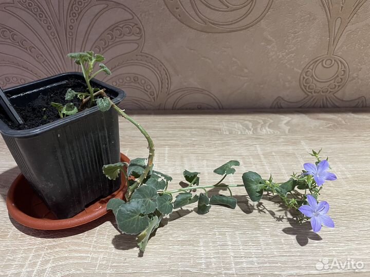 Кампанула жених и невеста